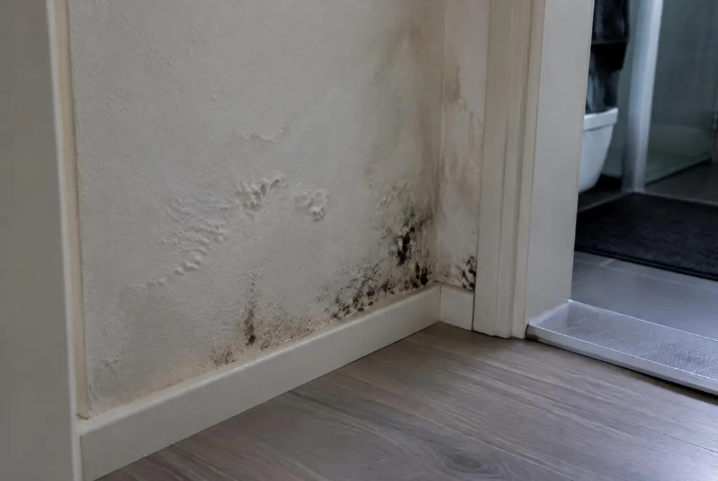 Lekdetectie Krommenie – vochtplek met schimmel op een muur